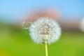Dandelion seeds in the morning sunlight blowing away across a fresh green background Royalty Free Stock Photo
