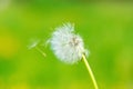 Dandelion seeds in the morning sunlight blowing away across a fresh green background