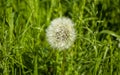 Dandelion seeds in the morning sunlight blowing away across Royalty Free Stock Photo