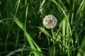 Dandelion seeds in the morning sunlight blowing away across a fresh green background. Summer and nature concept Royalty Free Stock Photo