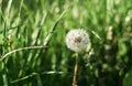 Dandelion seeds in the morning sunlight blowing away across a fresh green background. Summer and nature concept Royalty Free Stock Photo