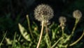 Dandelion seeds in the morning sunlight blowing away across a fresh green background. Summer and nature concept Royalty Free Stock Photo