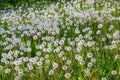 Dandelion seeds in the morning sunlight blowing away across a fresh green background Royalty Free Stock Photo