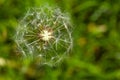 Dandelion seeds in the morning sunlight blowing away Royalty Free Stock Photo