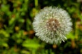 Dandelion seeds in the morning sunlight blowing away Royalty Free Stock Photo