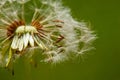 Dandelion seeds in the morning sunlight blowing away Royalty Free Stock Photo