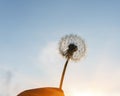 Dandelion seeds in the morning sunlight blowing away in the wind across a clear blue sky. Royalty Free Stock Photo