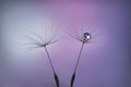 Dandelion seeds on pastel pink lilac background with water drop close up. Fluffy seeds on a blurred purple background. Macro.