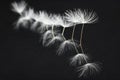 Dandelion seeds photographed as a fine art concept Royalty Free Stock Photo