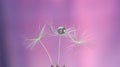 Dandelion seeds on pink purple background