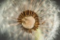 Dandelion Seeds in the Pod - Close-Up