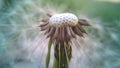 Dandelion seeds, preparing to go on their first trip, close-up