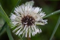 Dandelion seeds after rain in close-up macro view as raw material for rubber and gum production to produce car tires sustainable Royalty Free Stock Photo