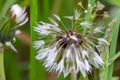 Dandelion seeds after rain in close-up macro view as raw material for rubber and gum production to produce car tires sustainable Royalty Free Stock Photo