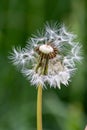 Dandelion seeds after rain in close-up macro view as raw material for rubber and gum production to produce car tires sustainable Royalty Free Stock Photo