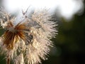 dandelion seeds with rain drops Royalty Free Stock Photo