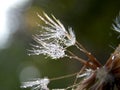 dandelion seeds with rain drops Royalty Free Stock Photo