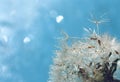 Dandelion seeds in raindrops, blue background with bokeh