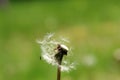 Dandelion seeds