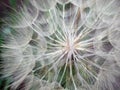 Dandelion Royalty Free Stock Photo