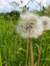 Dandelion seeds ready to fly Royalty Free Stock Photo