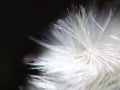 Dandelion Royalty Free Stock Photo