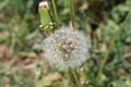 Dandelion seeds ripen