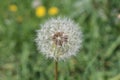 Dandelion seeds ripen