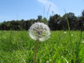 Dandelion seeds scatter in the wind .