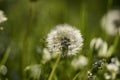 Dandelion with seeds in sharp focus and mosquito