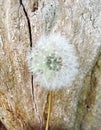 Dandelion seeds Royalty Free Stock Photo