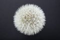 dandelion seeds sphere with water drops, isolated on black background. Royalty Free Stock Photo