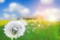 Dandelion seeds in the sunlight blowing away across a fresh green morning background