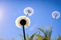 Dandelion seeds in the sunlight blowing away across a fresh green morning background, generative ai Royalty Free Stock Photo