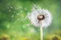 Dandelion seeds in the sunlight blowing away across a fresh green morning background Royalty Free Stock Photo