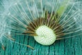 Dandelion seeds. Royalty Free Stock Photo