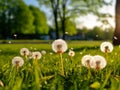 Dandelion seeds taking flight on a warm summer breeze in a sunlit green park Royalty Free Stock Photo