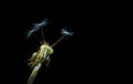 Dandelion Seeds - Only Three Left