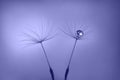 Dandelion seeds violet background with water drop close up. Color of the year 2022 Very Peri Royalty Free Stock Photo