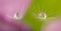 dandelion seeds with water drop