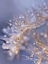 Dandelion seeds with water droplets and a sparkling light effect., Generated AI Royalty Free Stock Photo