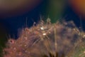 Dandelion seeds with water drops 29 Royalty Free Stock Photo