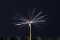 Dandelion seeds with water drops 20 Royalty Free Stock Photo