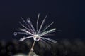 Dandelion seeds with water drops 17 Royalty Free Stock Photo