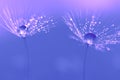Dandelion seeds with water drops and beautiful shades