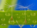 Dandelion seeds in water drops. Royalty Free Stock Photo