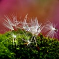 Dandelion Seeds With Water Drops