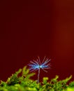 Dandelion seeds water drops flower background Royalty Free Stock Photo