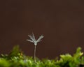 Dandelion seeds water drops flower background Royalty Free Stock Photo