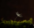 Dandelion seeds water drops flower background Royalty Free Stock Photo